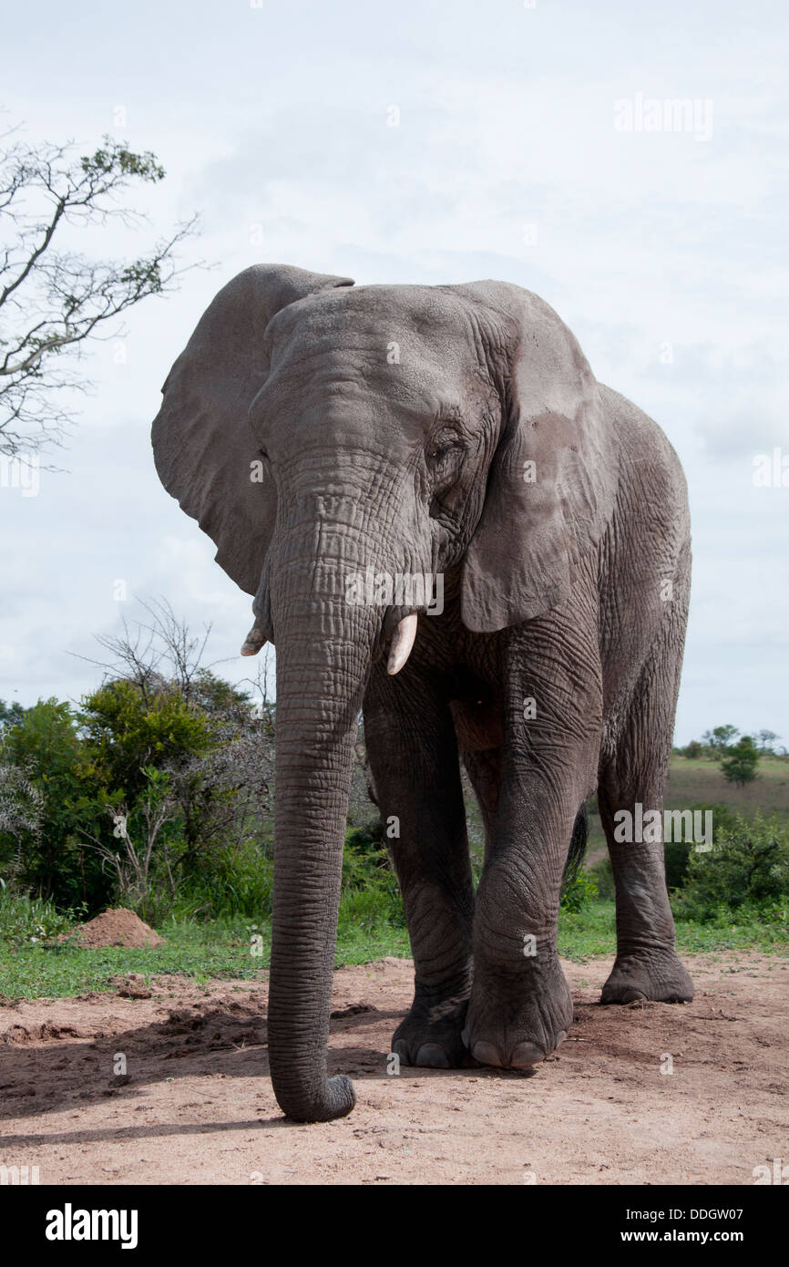 Comité permanent de l'eléphant d'Afrique femelle adulte, Zimbabwe Banque D'Images