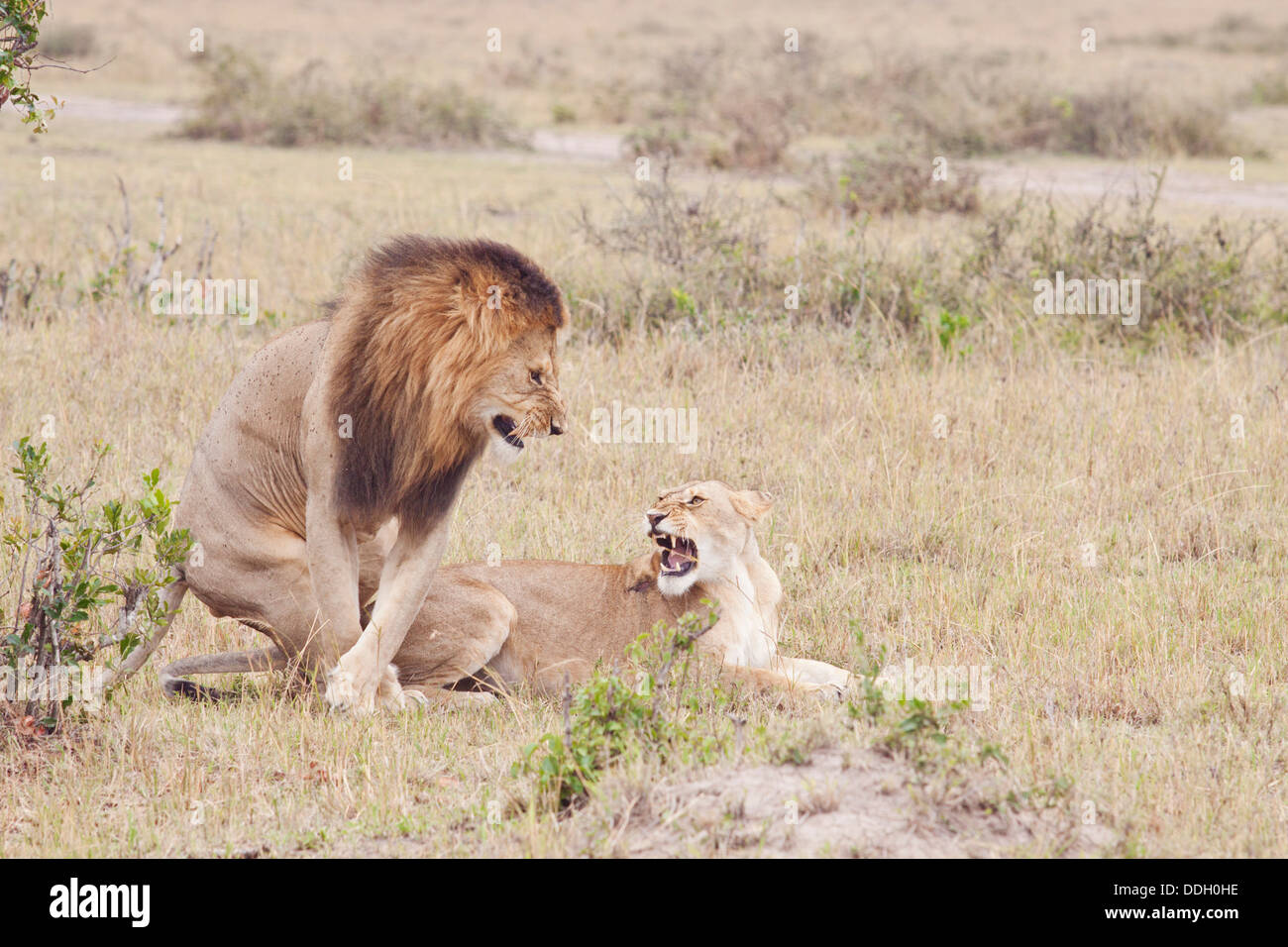 Cour des Lions. Banque D'Images