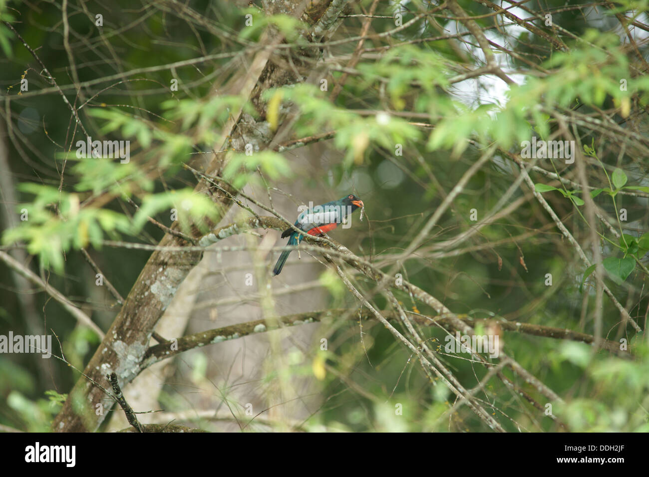 Araignée rouge et bleu Banque de photographies et d’images à haute ...