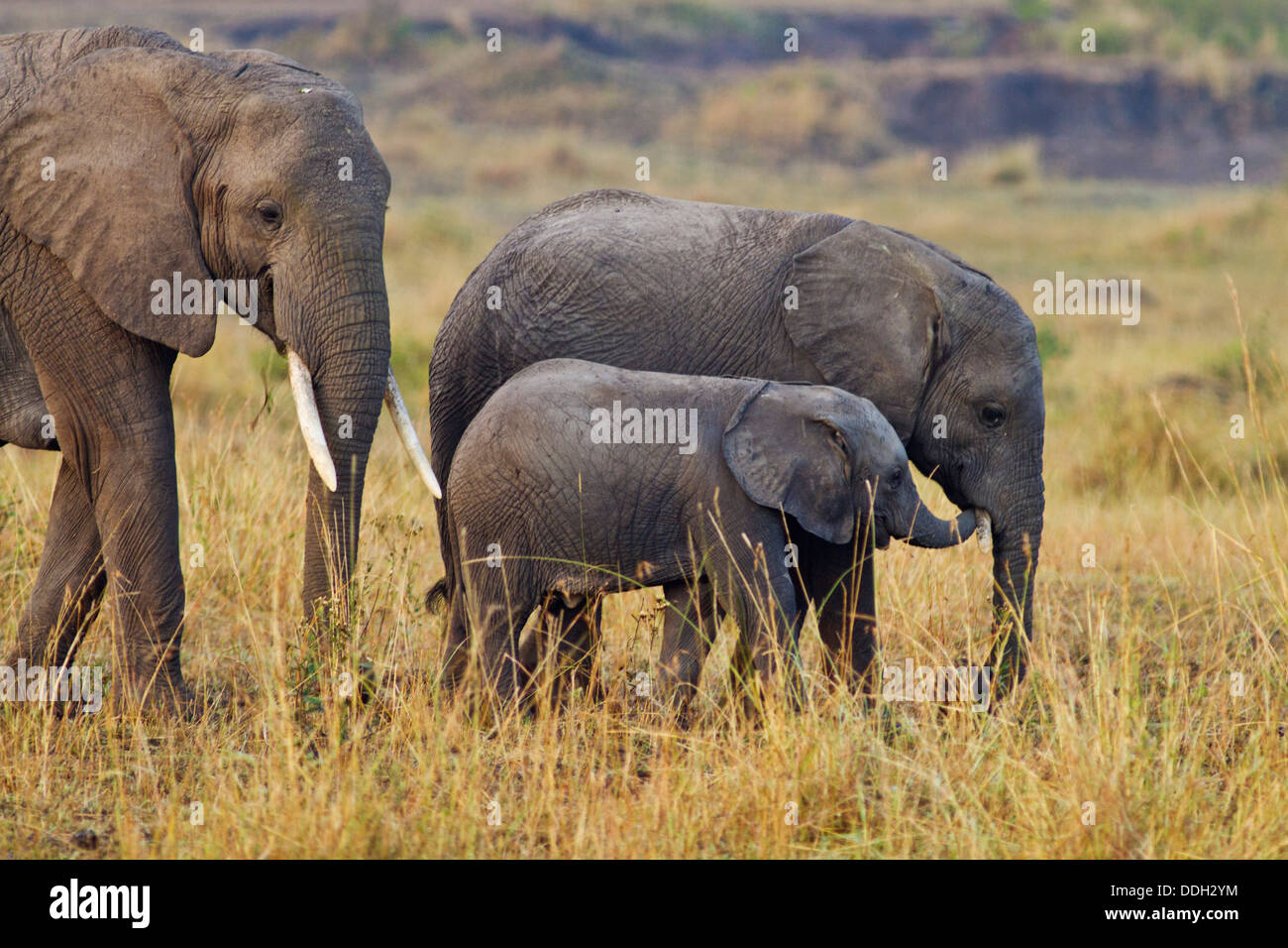 L'éléphant d'Afrique avec les plus jeunes. Banque D'Images