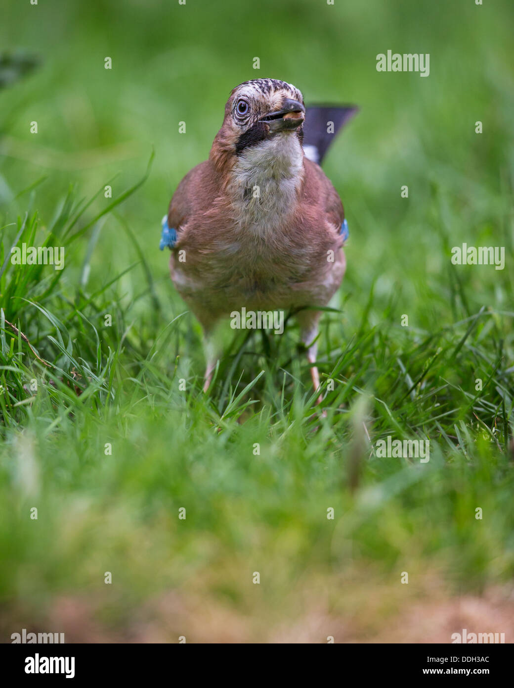 Earasian jay (Garrulus glandarius) debout dans l'herbe courte, vue avant Banque D'Images