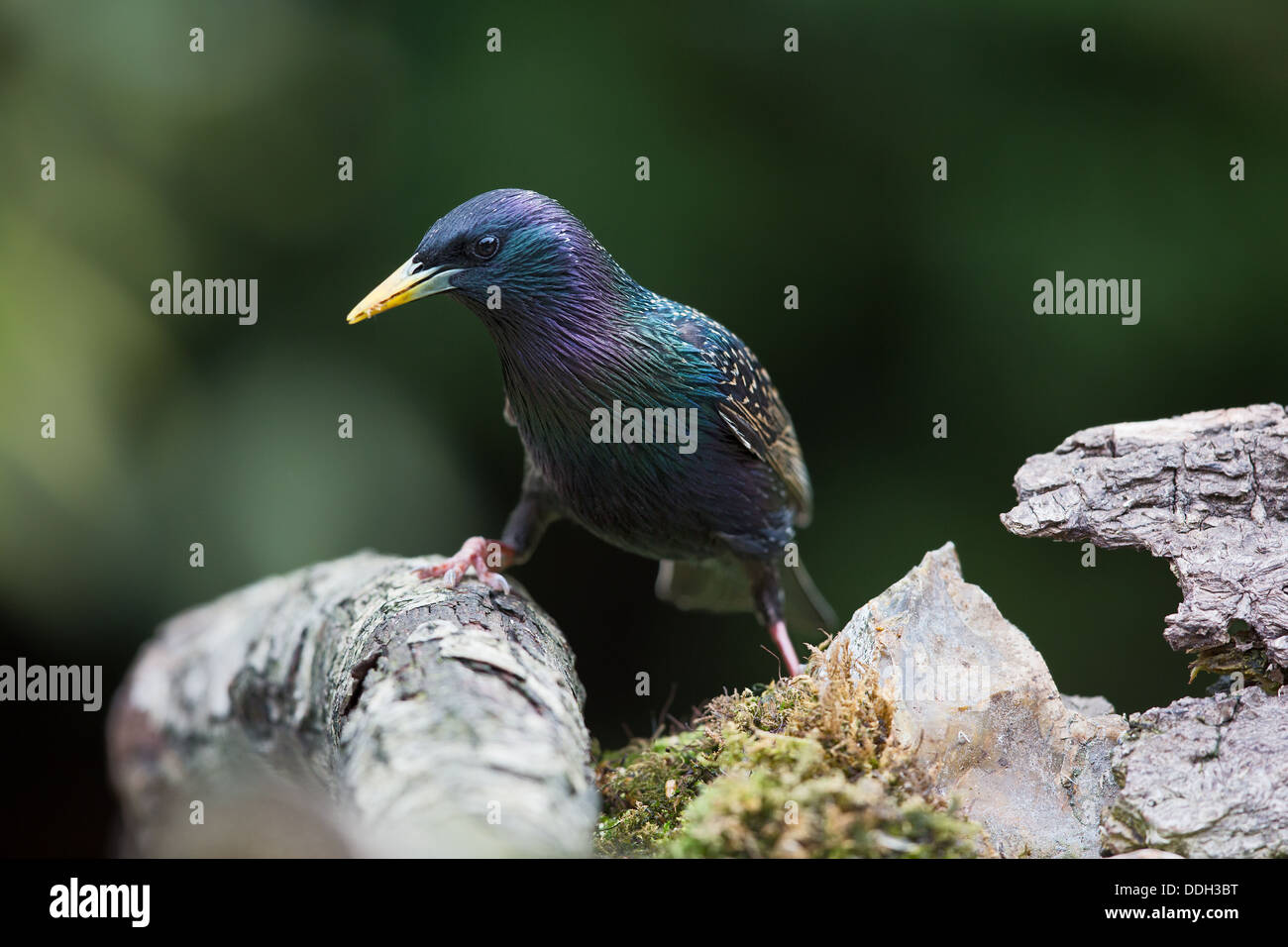 Étourneau sansonnet (sturnus vulgaris) grimper sur une branche tombée, front view Banque D'Images