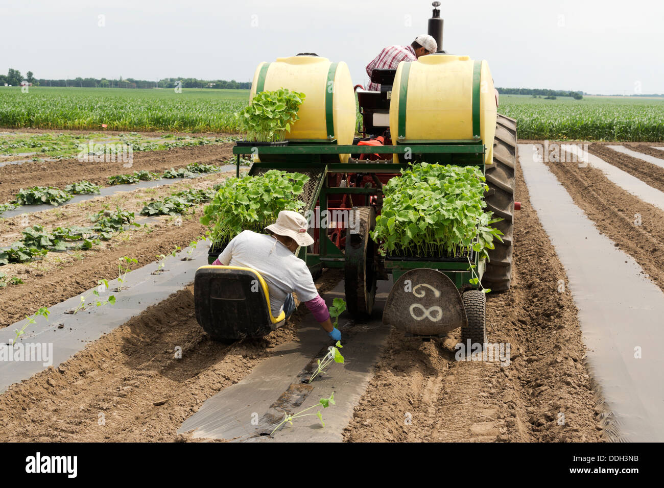 Les travailleurs de la ferme des concombres de plantation près d'Hébron, Illinois, USA. Banque D'Images