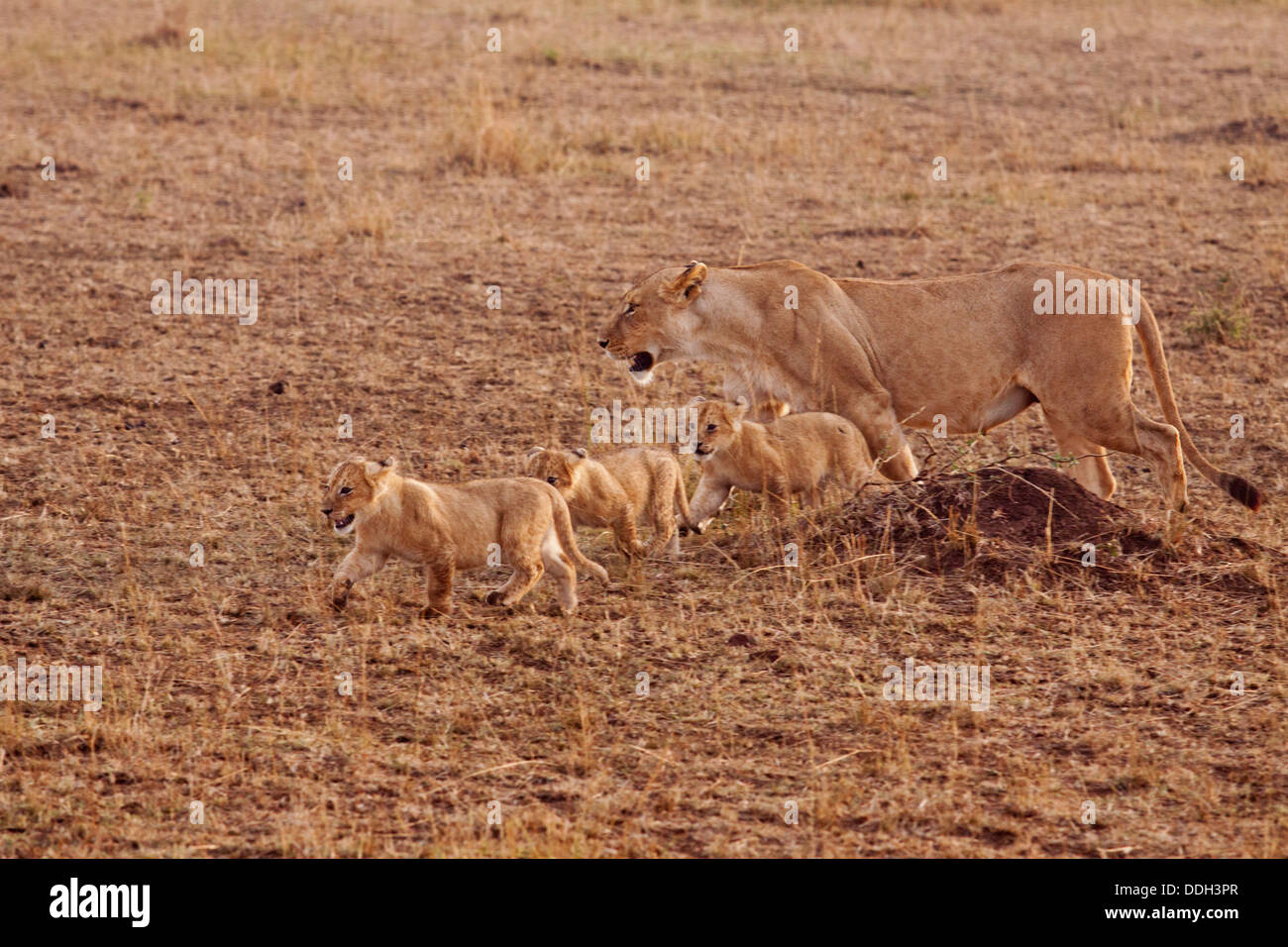 Lionne en déplacement, avec les plus jeunes. Banque D'Images
