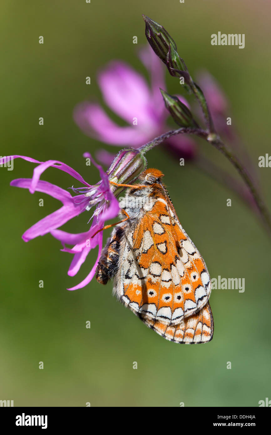 Marsh Fritillary Butterfly Euphydryas aurinia ; ; Printemps ; UK Banque D'Images