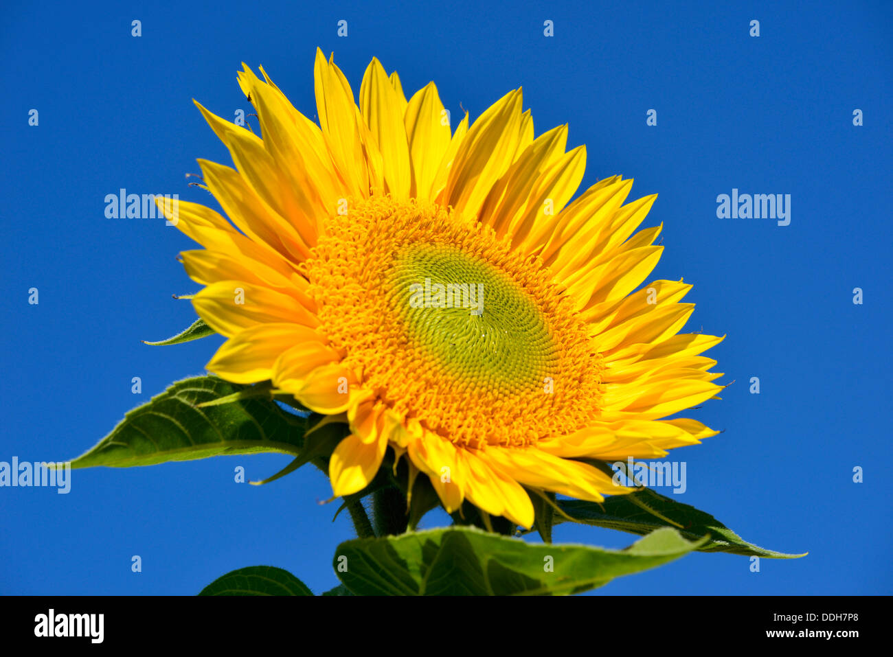 En fleur de tournesol sur une ferme dans l'Oregon est Wallowa Valley. Banque D'Images