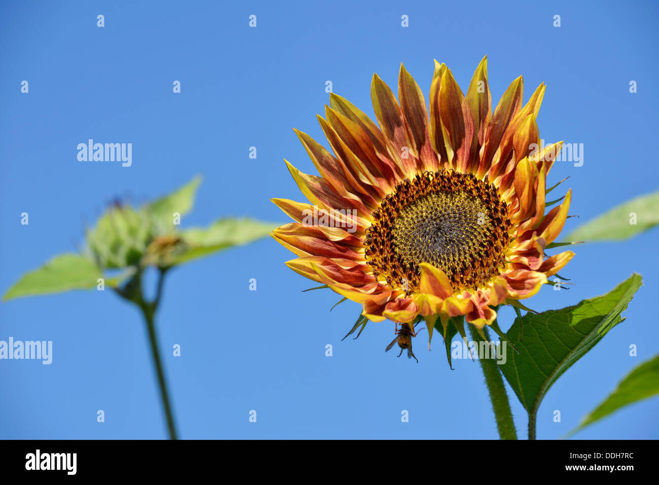 En fleur de tournesol sur une ferme dans l'Oregon est Wallowa Valley. Banque D'Images