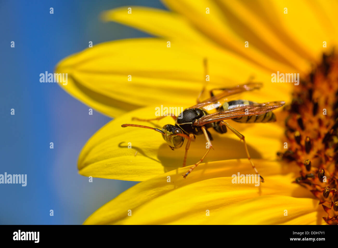 Yellow Jacket wasp sur tournesol sur une ferme dans l'Oregon est Wallowa Valley. Banque D'Images
