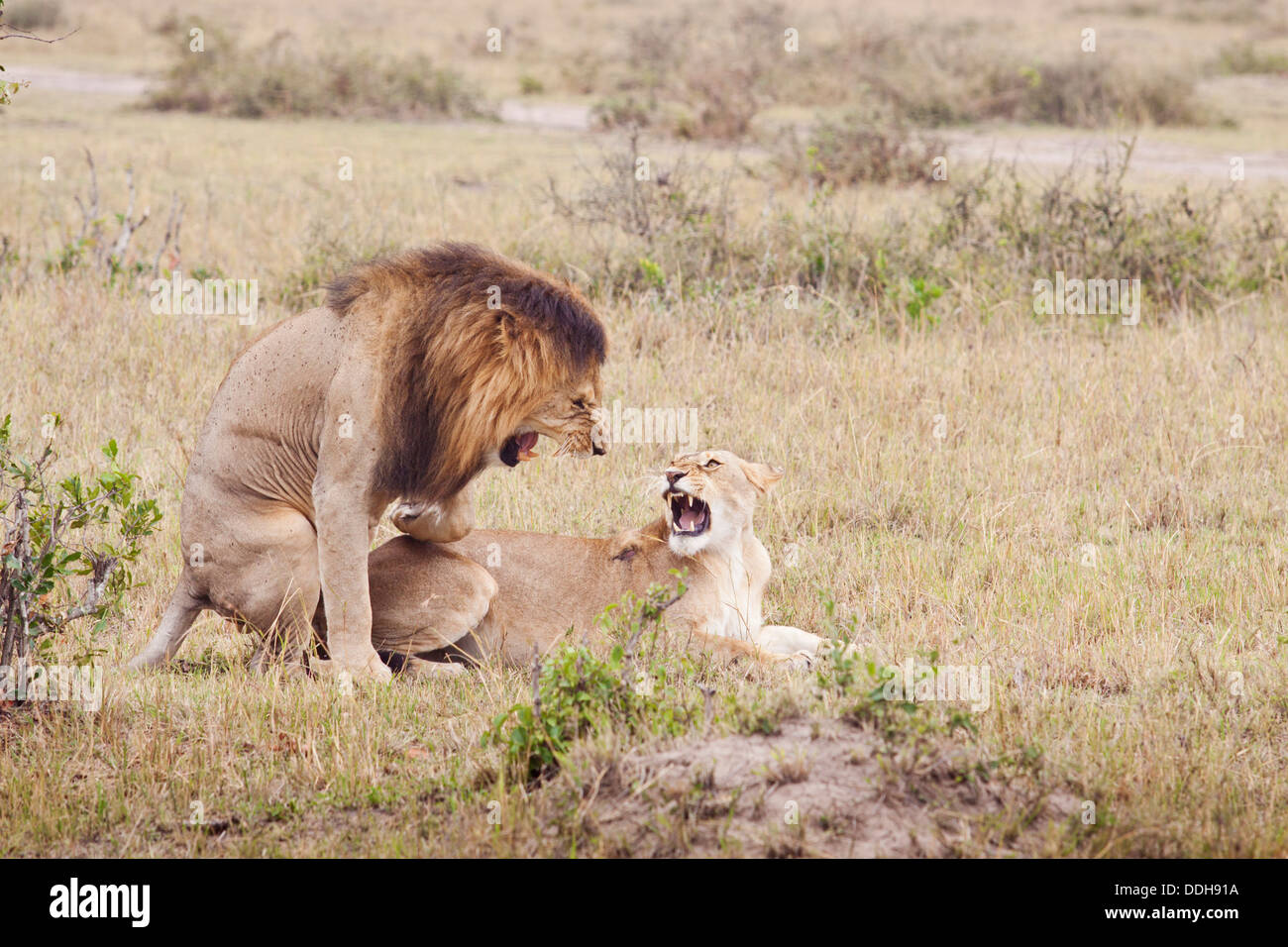 Lions de courtiser. Banque D'Images