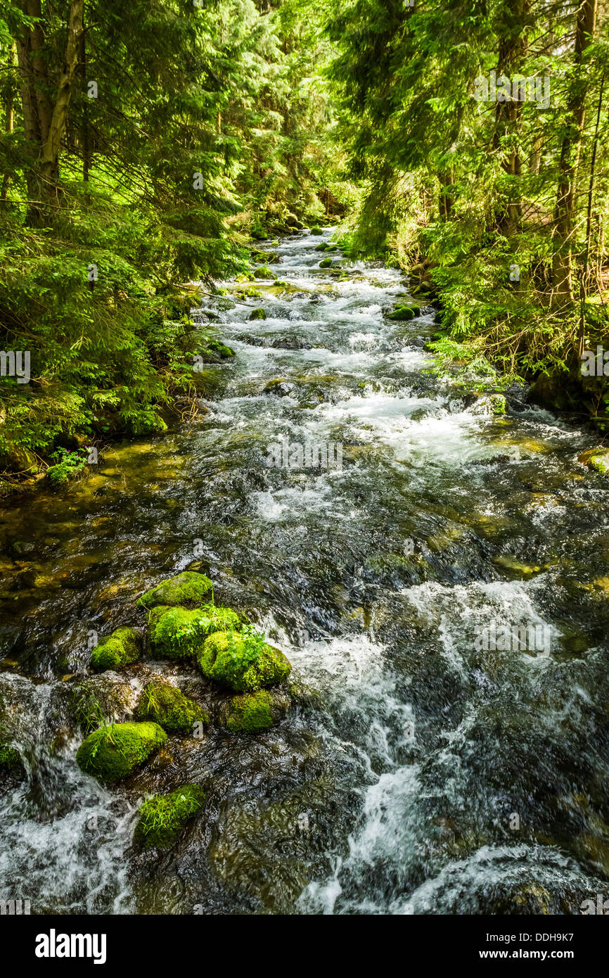 Ruisseau de montagne d'été dans la forêt Banque D'Images