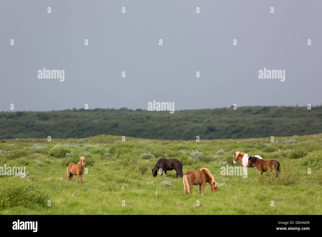 Les chevaux dans la nature islandaise à Reykholt, le sud de l'Islande - Banque D'Images