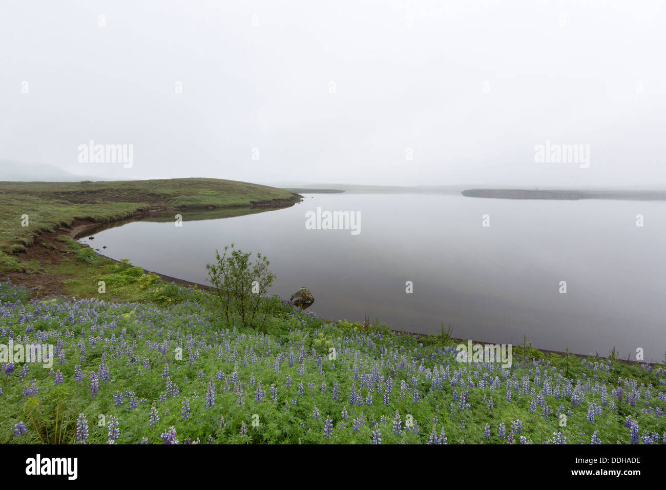 Paysage dans le brouillard sur le lac Ulfljotsvatn, sud de l'Islande - Þoka við Úlfljótsvatn Banque D'Images