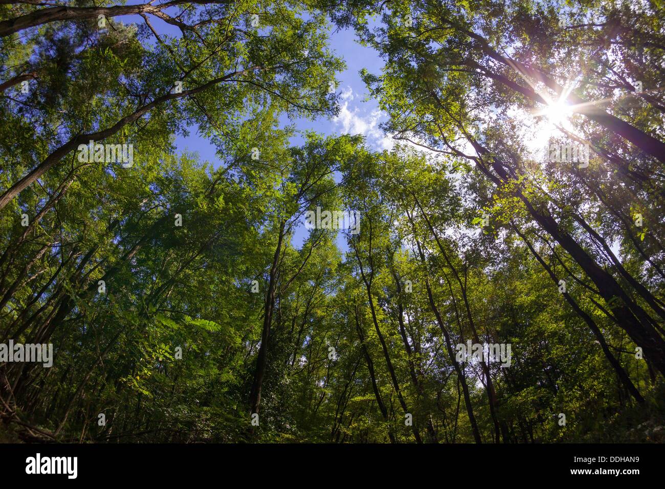 Allemagne/Brandebourg/Proschim, une forêt avec des arbres dans le Brandebourg (robinia Lusace), 26 août 2013 Banque D'Images