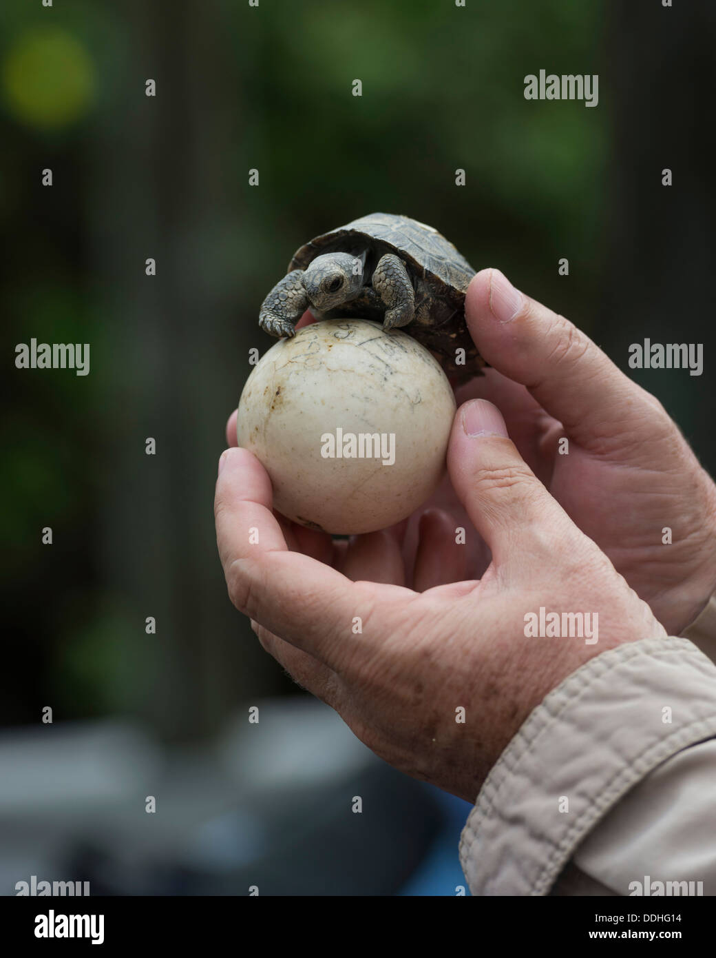 Jeune tortue géante des Galapagos (Chelonoidis nigra) sur un oeuf Banque D'Images