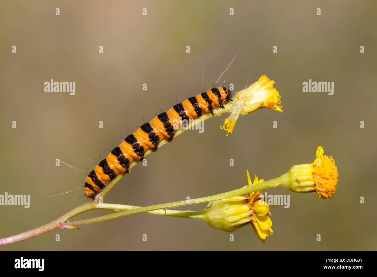 Le cinabre (Tyria jacobaeae), Caterpillar se nourrissant de fleurs jaune séneçon jacobée (Senecio sp.) Banque D'Images