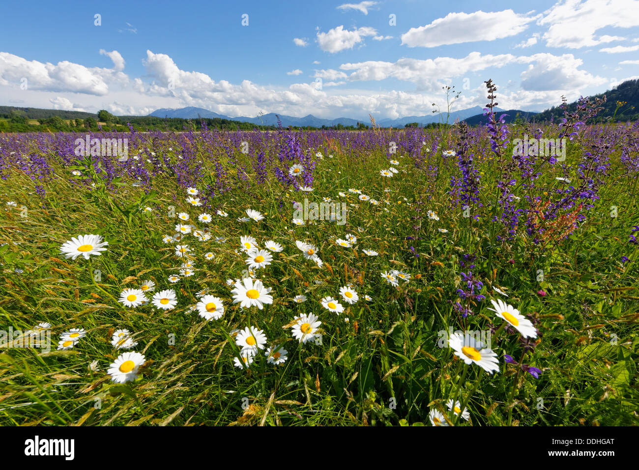 Flower meadow avec Daisies (Leucanthemum) et Prairie Sauge (Salvia pratensis) Banque D'Images