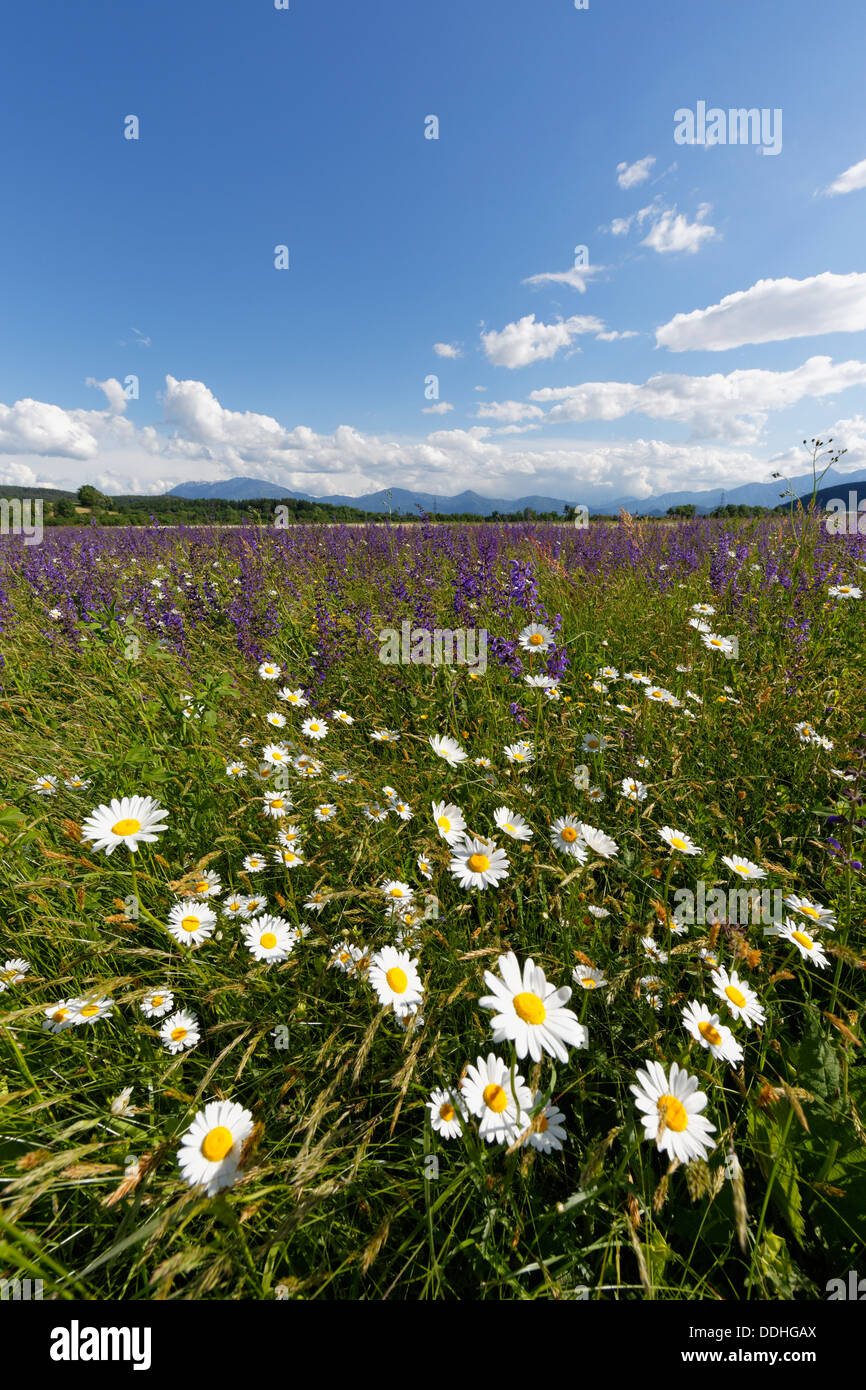 Flower meadow avec Daisies (Leucanthemum) et Prairie Sauge (Salvia pratensis) Banque D'Images