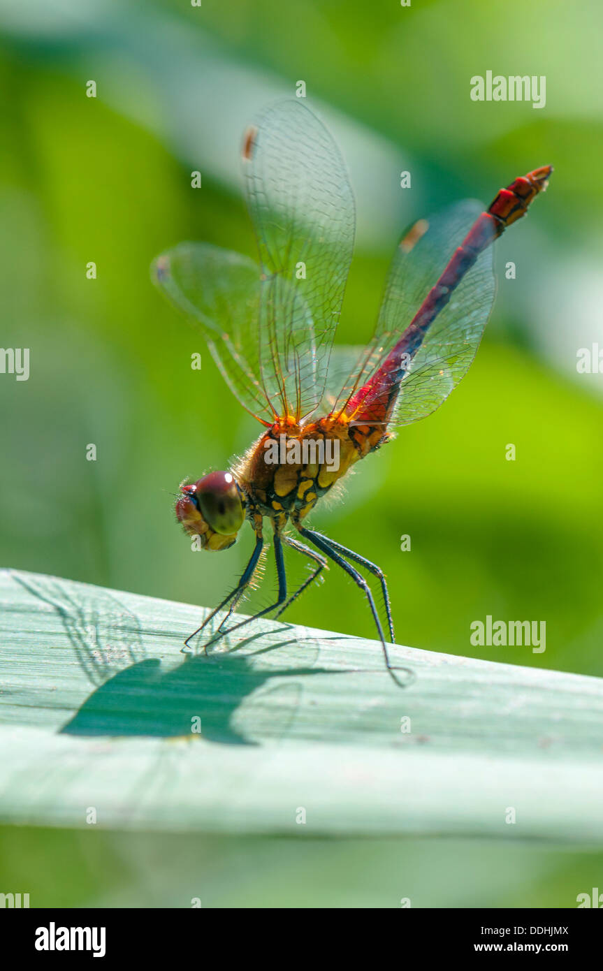 (Sympetrum vulgatum dard vagrant) à l'obélisque mesure de se protéger contre la surchauffe par le soleil Banque D'Images