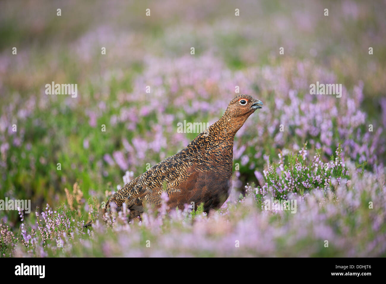 Un lagopède des saules (Lagopus lagopus) dans la région de Purple heather appelle à l'aube de la lumière dans les terrains marécageux du Peak District Banque D'Images