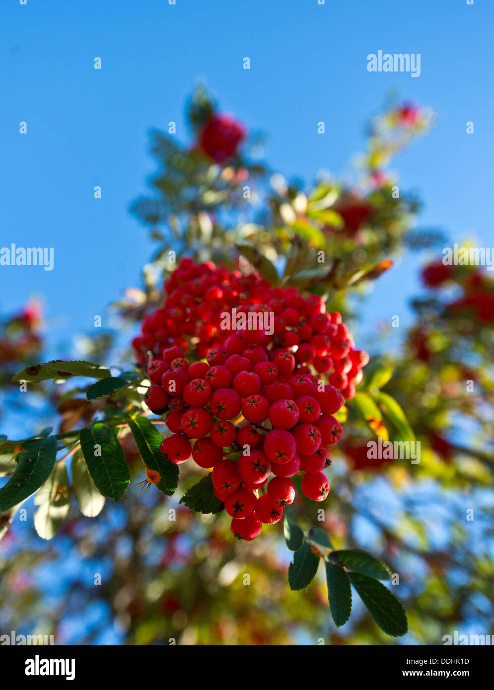 Grappe de fruits rouges mûrs et de Rowan against a blue sky Banque D'Images