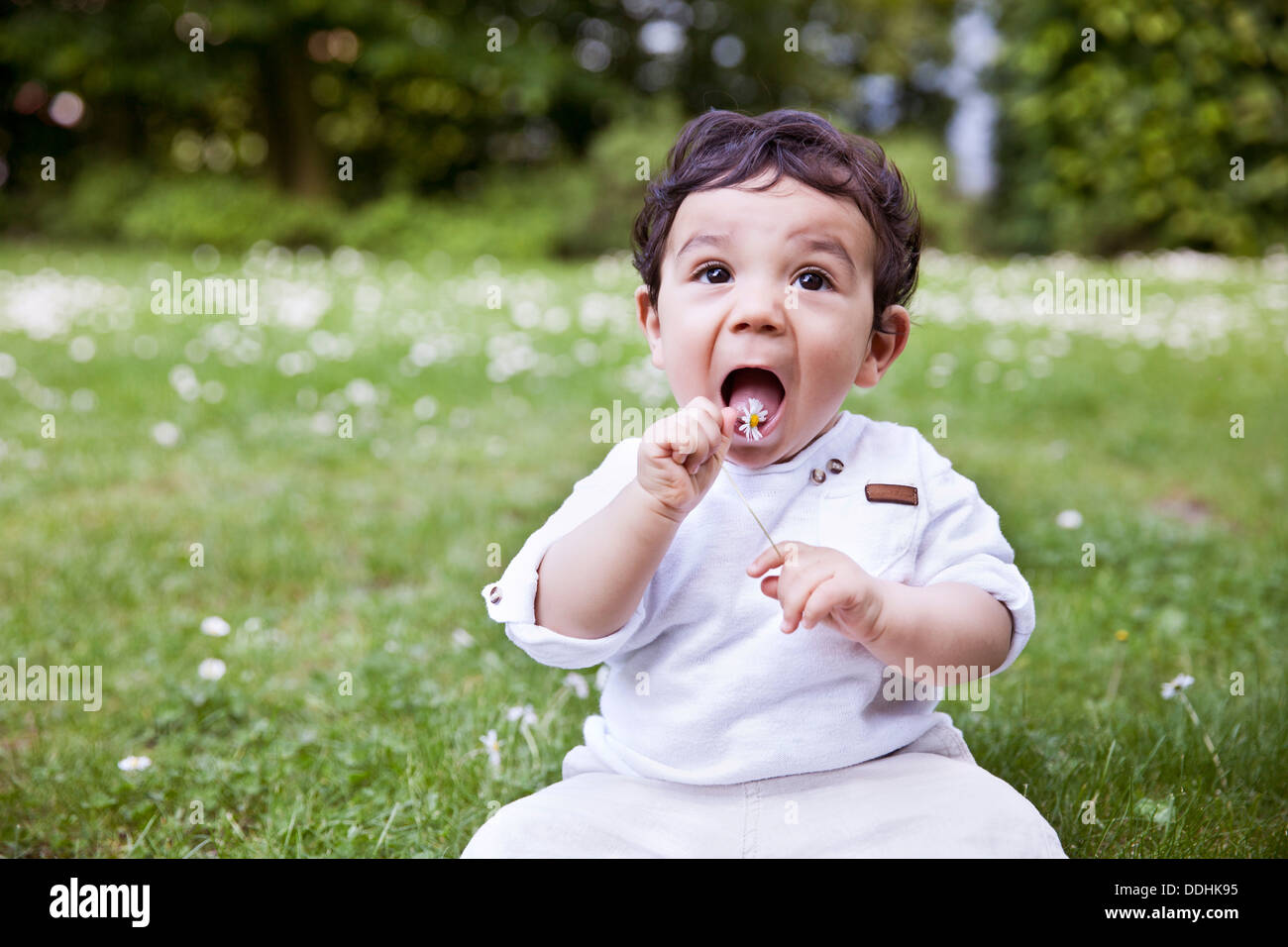 Baby Boy sitting on grass et holding daisy fleur à sa bouche Banque D'Images