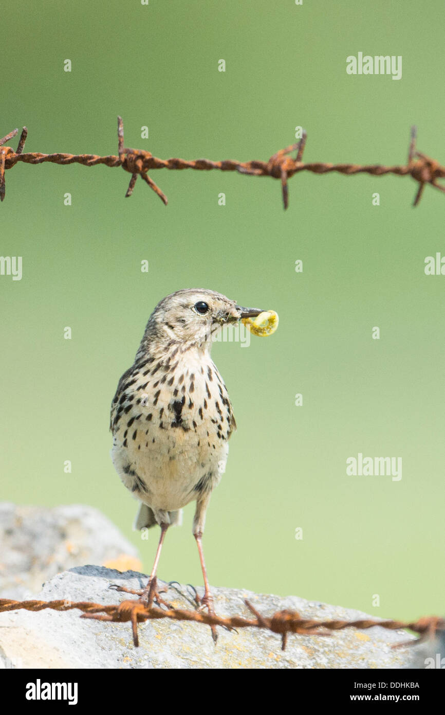 Un pré Sprague (Anthus pratensis) avec une chenille dans son bec sur le haut d'un mur en pierre calcaire et de barbelés dans le Peak District Banque D'Images