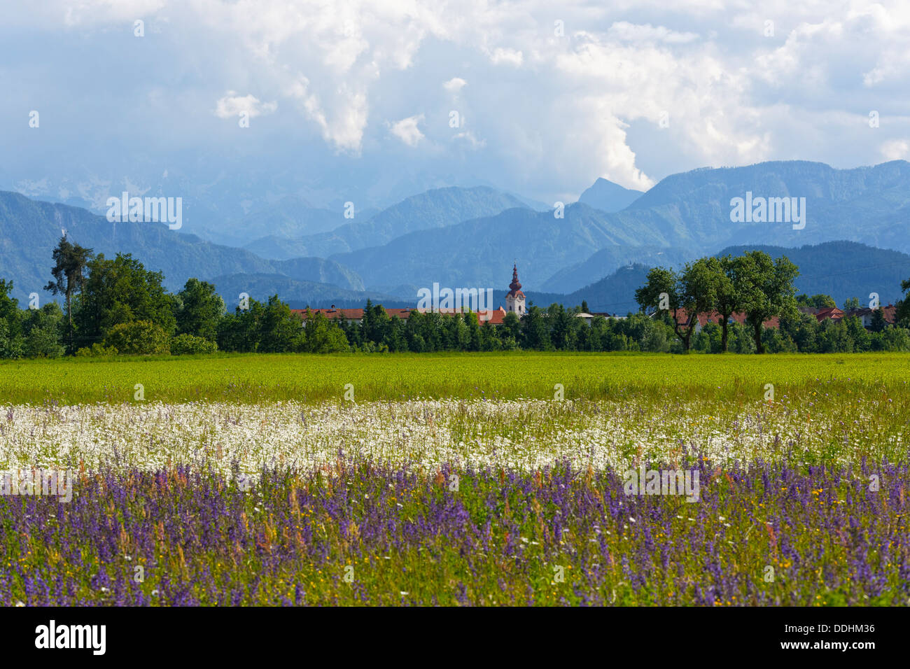 Flower meadow, ville de Voelkermarkt et le Karawanks mountain rage à l'arrière Banque D'Images