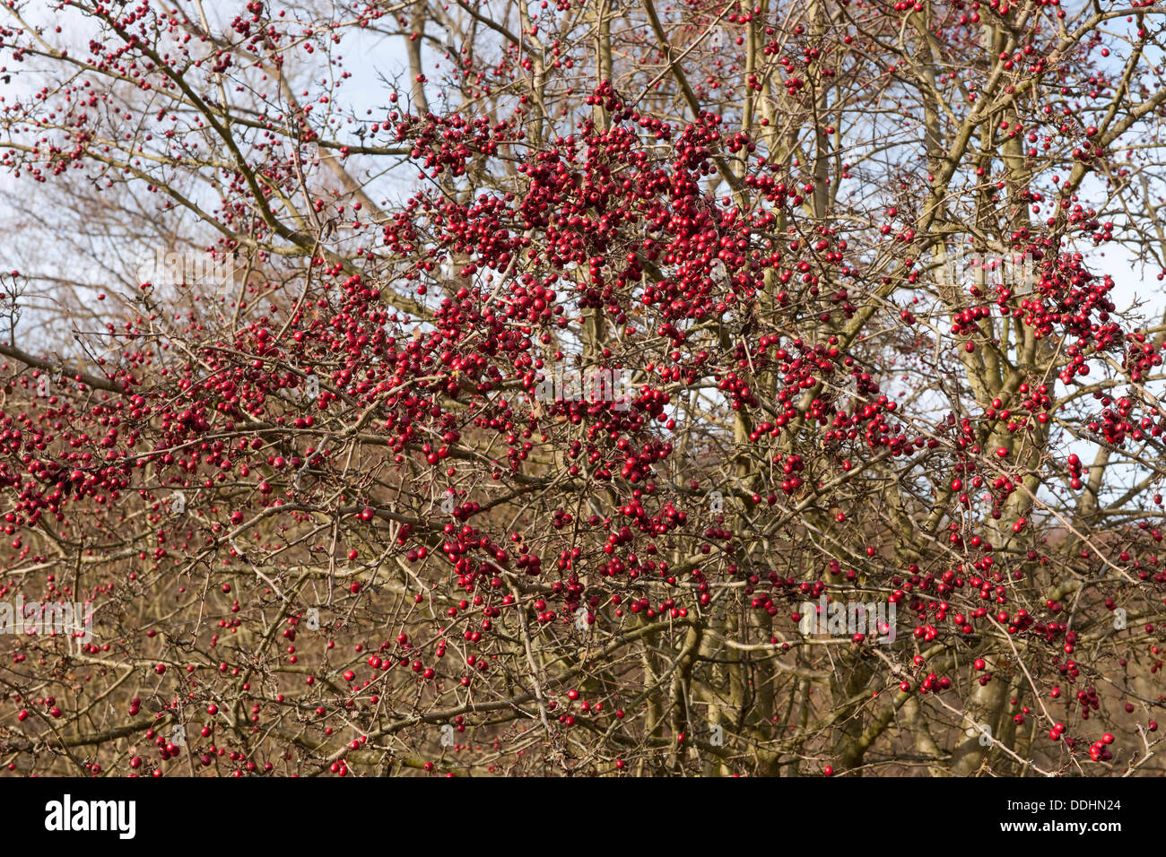 L'aubépine (Crataegus monogyna) aux fruits rouges Banque D'Images