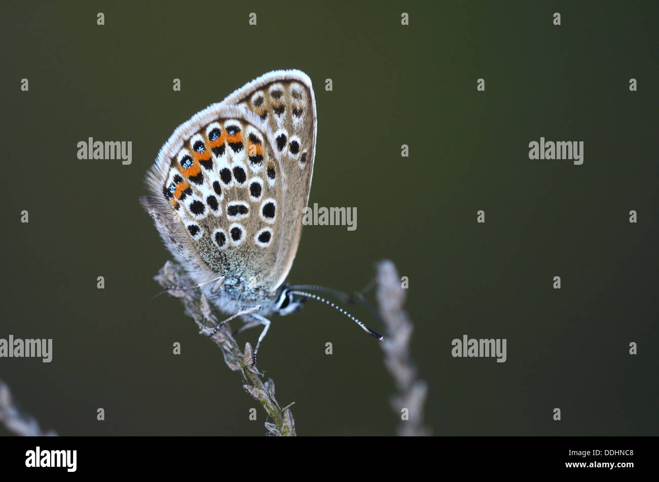 Un papillon bleu étoilé d'argent au repos UK Banque D'Images