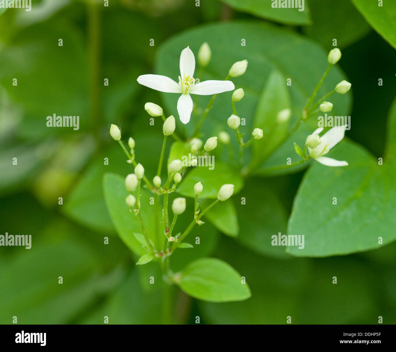 Clematis (Clematis mandschurica mandchoue), la floraison, la plante de jardin Banque D'Images