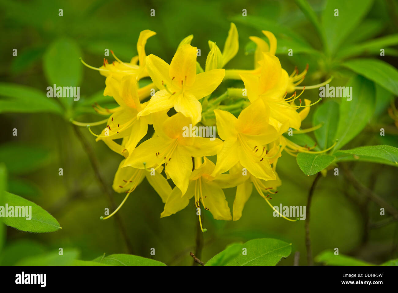 Azalea Azalea Chèvrefeuille jaune ou jaune (Rhododendron, Azalea pontica), la floraison, la plante de jardin, originaire d'Europe de l'Est Banque D'Images