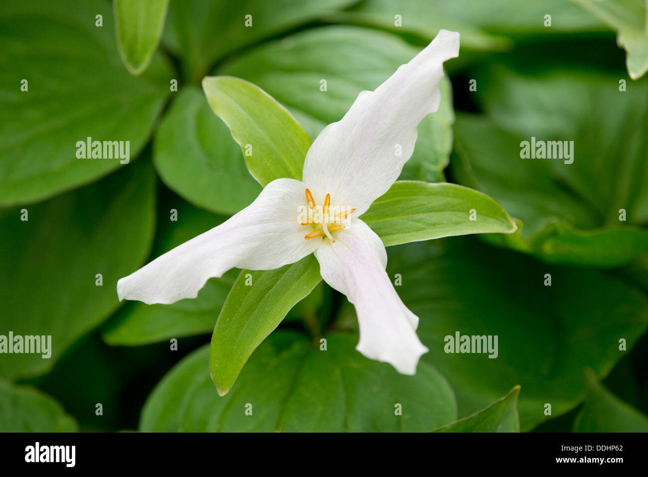 Trille blanc (Trillium ovatum), la floraison, la plante de jardin, originaire d'Amérique du Nord Banque D'Images