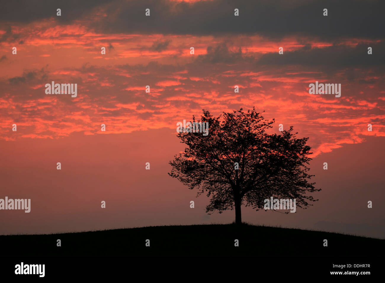 Tree silhouette sur un ciel plein de nuages de tempête Banque D'Images