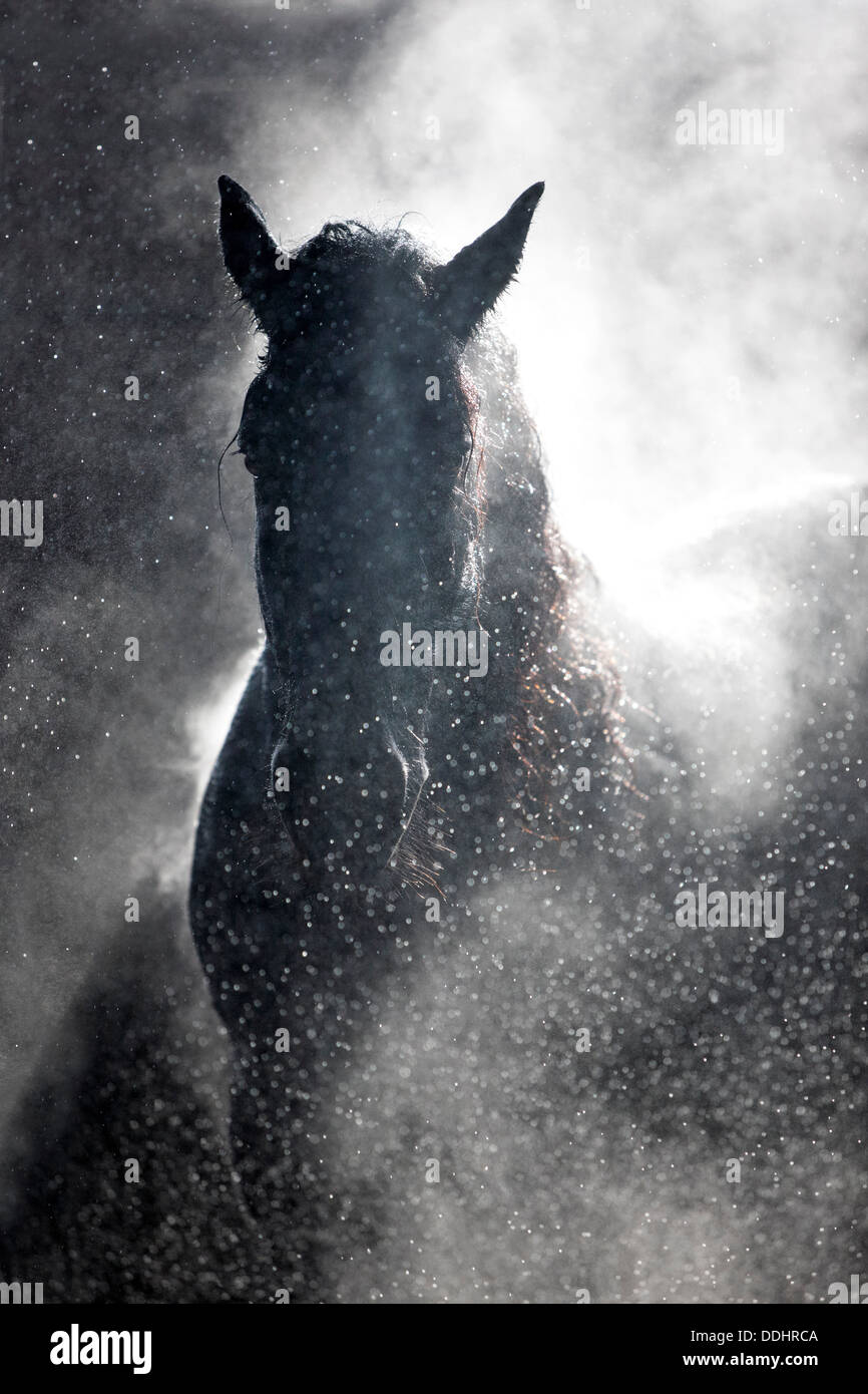 Hongre frison, noir, à la vapeur avec rétroéclairage Banque D'Images