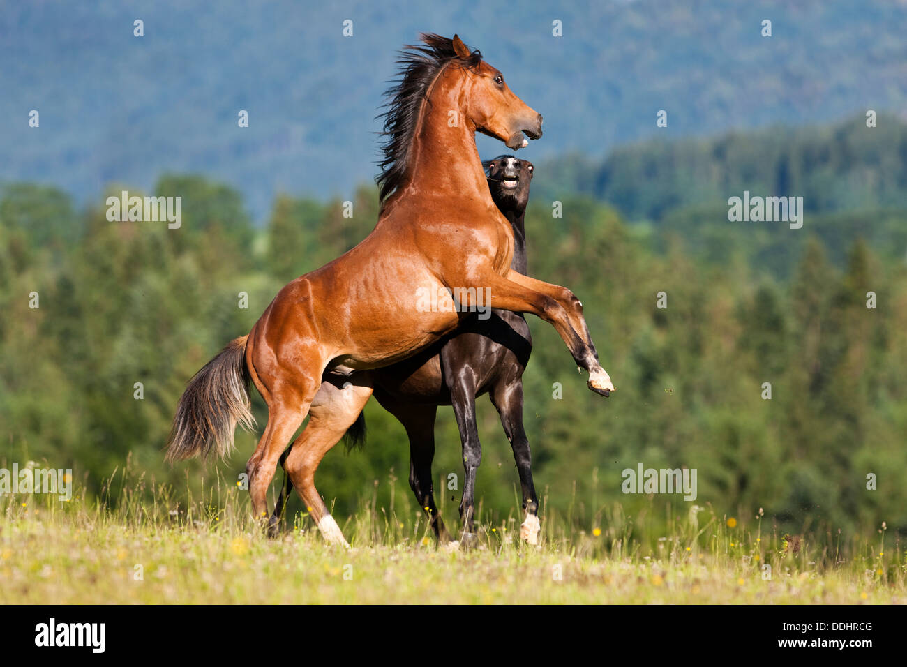 Warmblood autrichien et un Morgan Horse stallion combats Banque D'Images