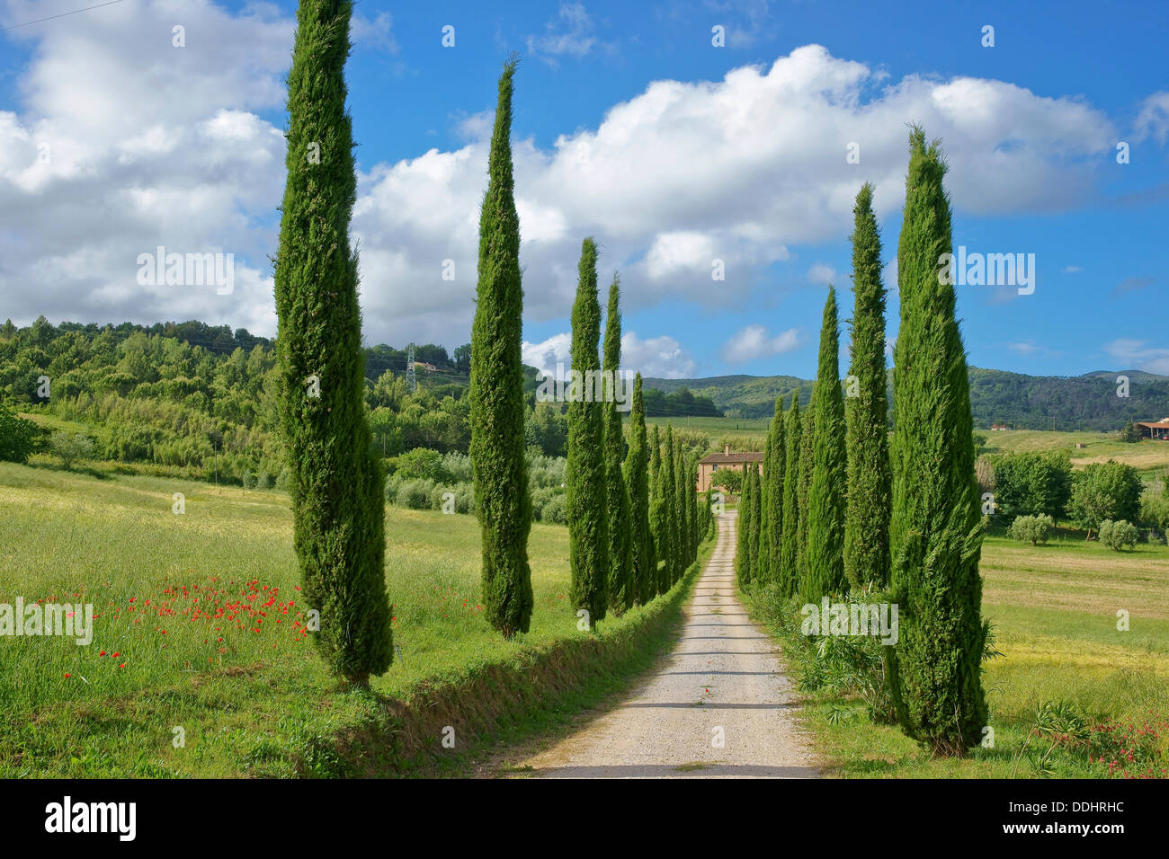 Avenue de cyprès d'une ferme toscane Banque D'Images