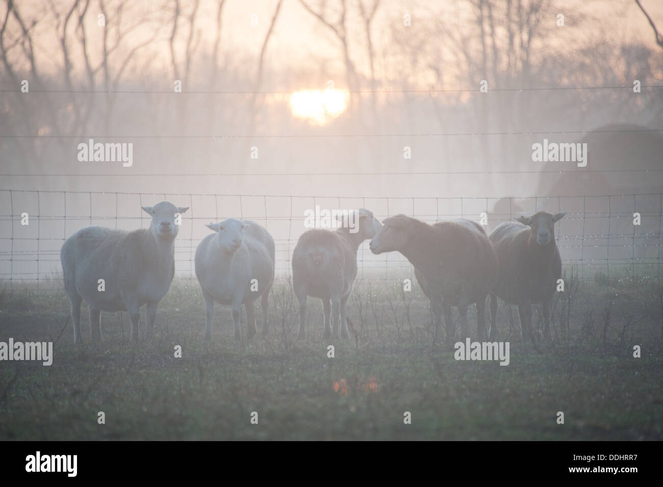 Moutons Katahdin au lever du soleil Banque D'Images