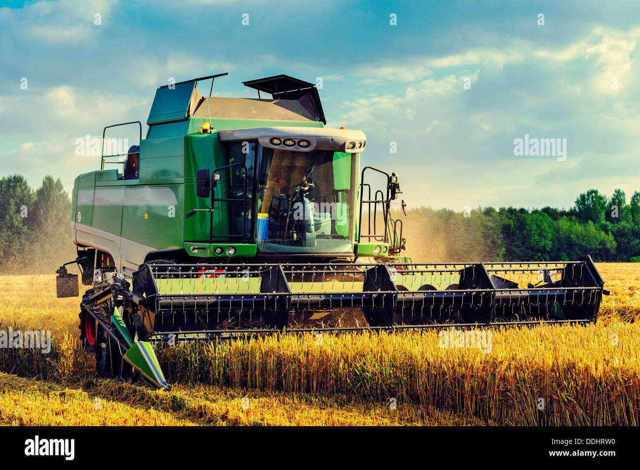 Moissonneuse-batteuse pendant la récolte d'un champ de maïs Banque D'Images