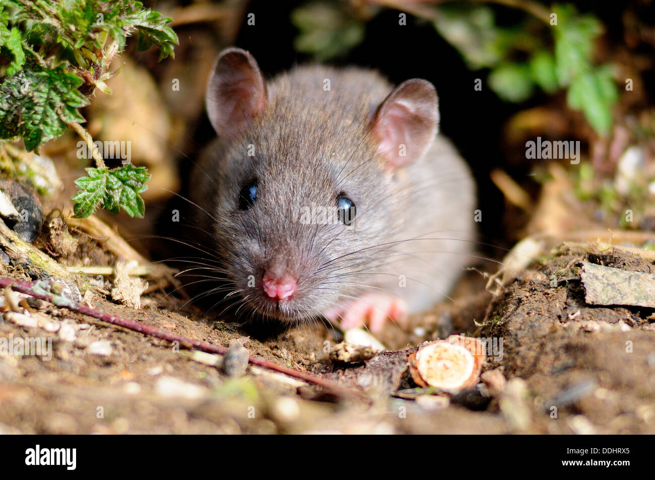 rat brun Banque D'Images