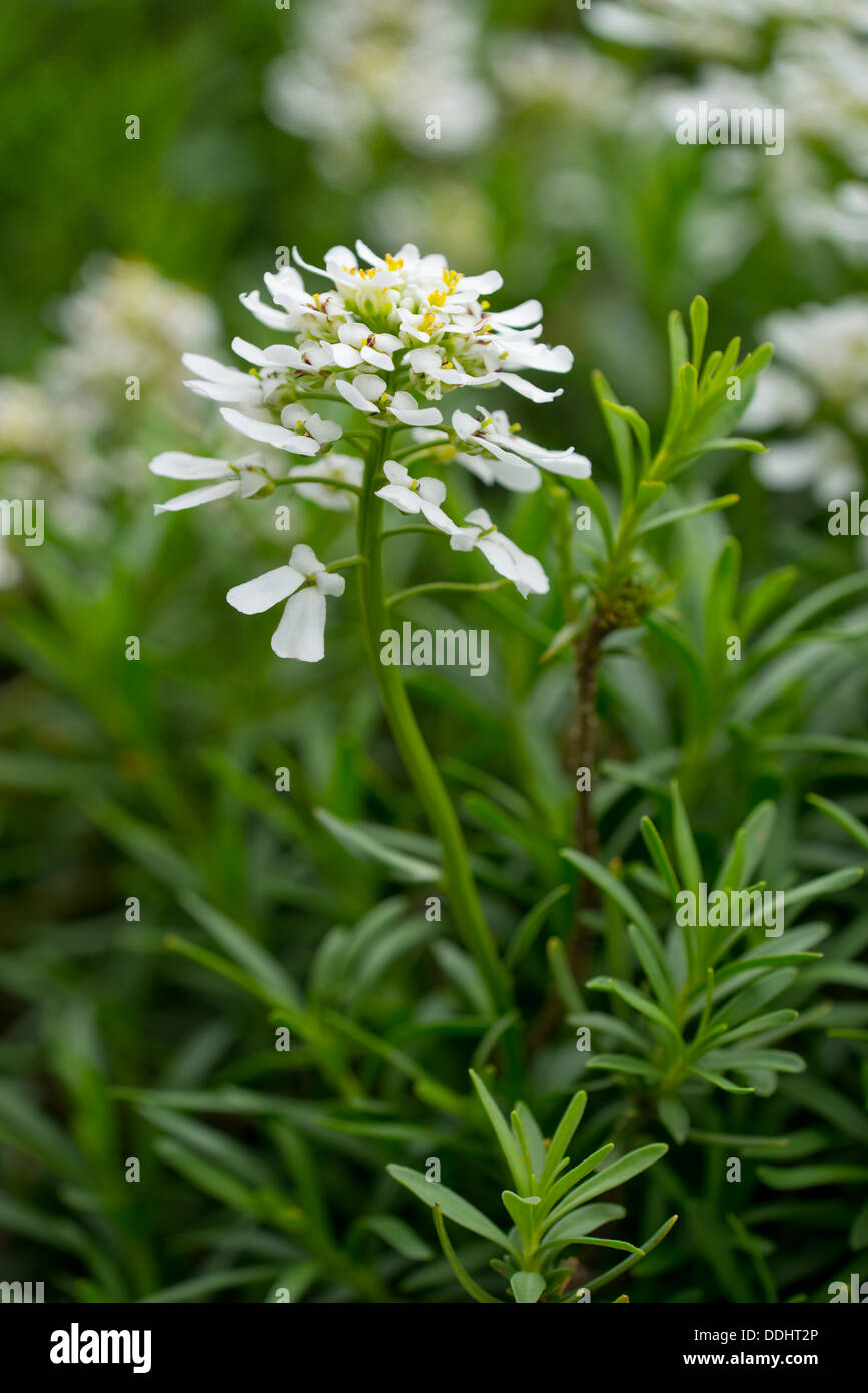 Evergreen Candytuft Iberis sempervirens (fleurs et feuilles), Banque D'Images