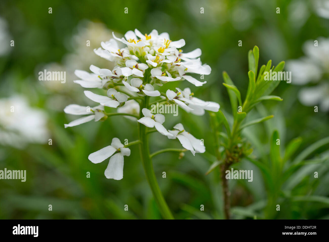 Evergreen Candytuft Iberis sempervirens (fleurs et feuilles), Banque D'Images