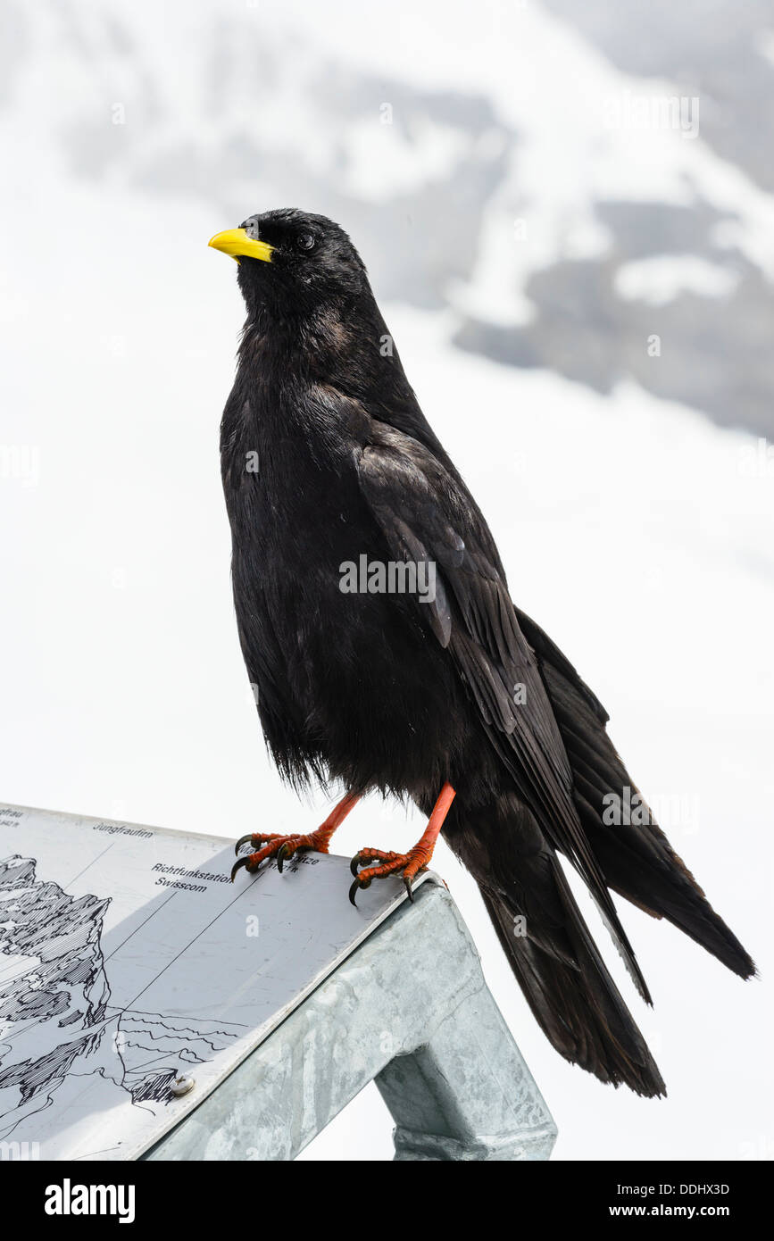 Alpine Chough ou à bec jaune Pyrrhocorax graculus au Jungfraujoch Suisse Banque D'Images