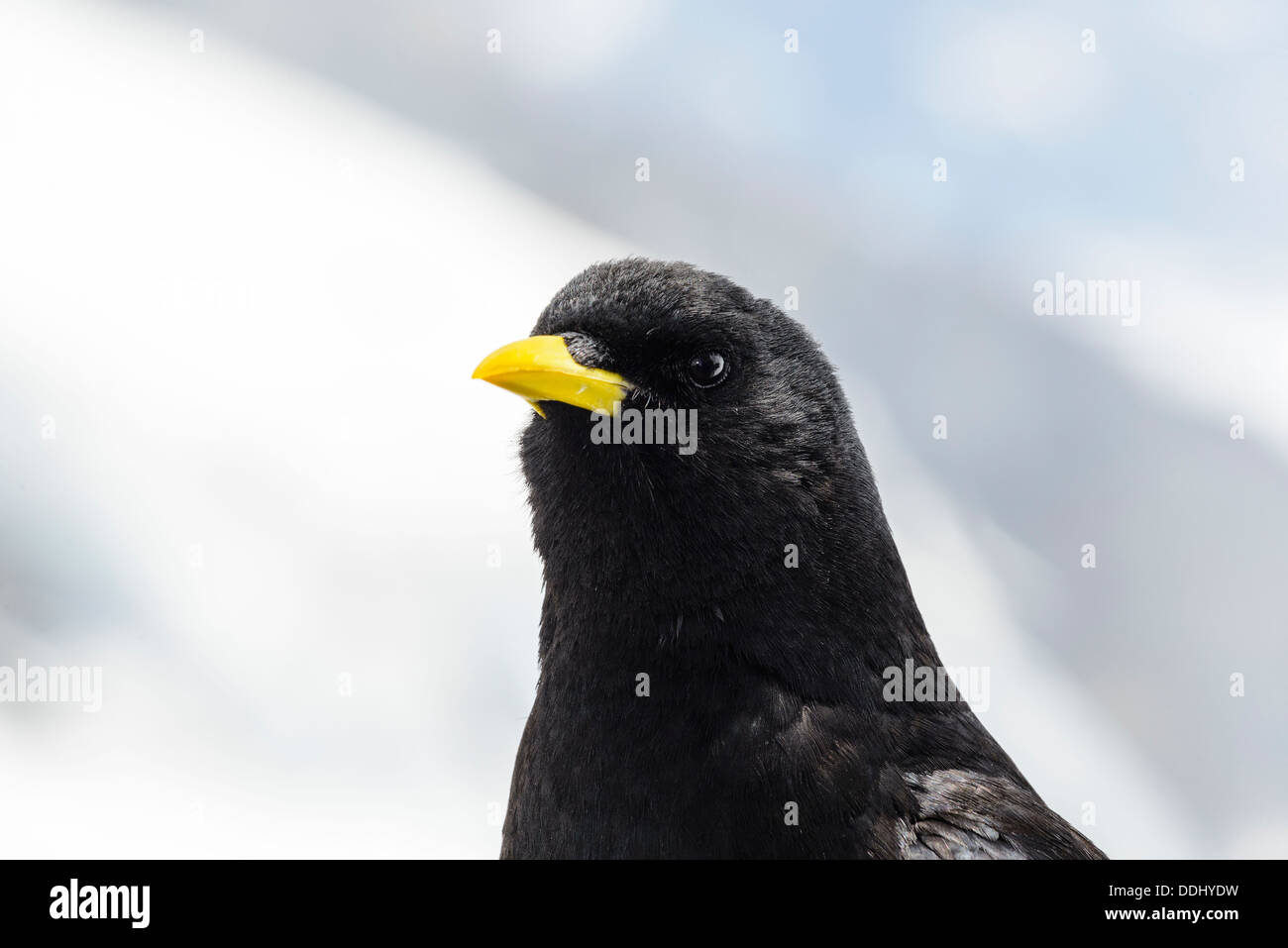 Alpine Chough ou à bec jaune Pyrrhocorax graculus au Jungfraujoch Suisse Banque D'Images