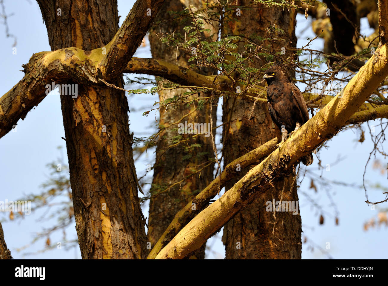 Longues observées - Eagle hawk à Eagle (Lophaetus-occipital) debout sur une branche Nakuru NP - Kenya - Afrique de l'Est Banque D'Images