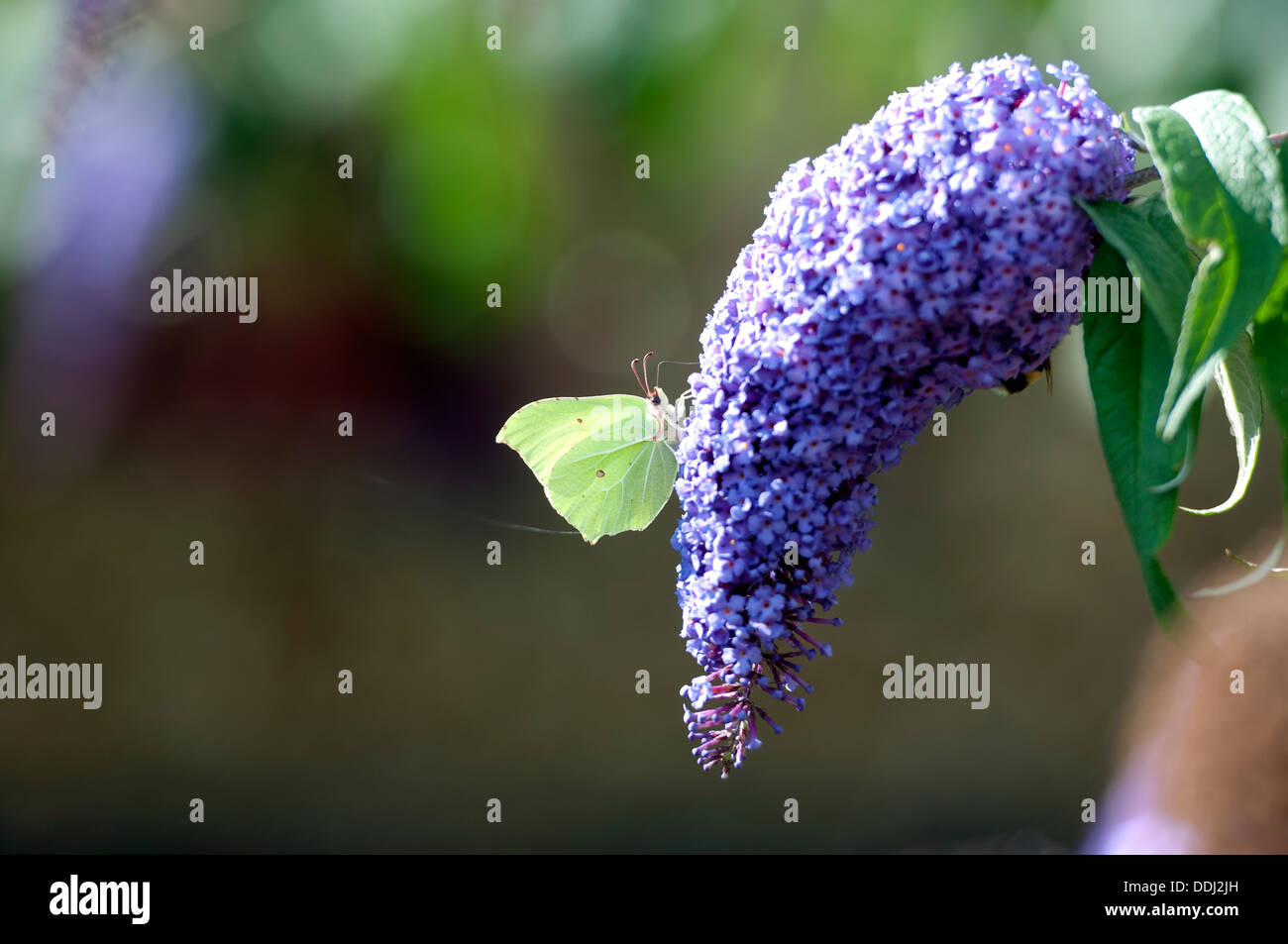 De souffre (Gonepteryx rhamni) papillon sur Buddleia bush Banque D'Images