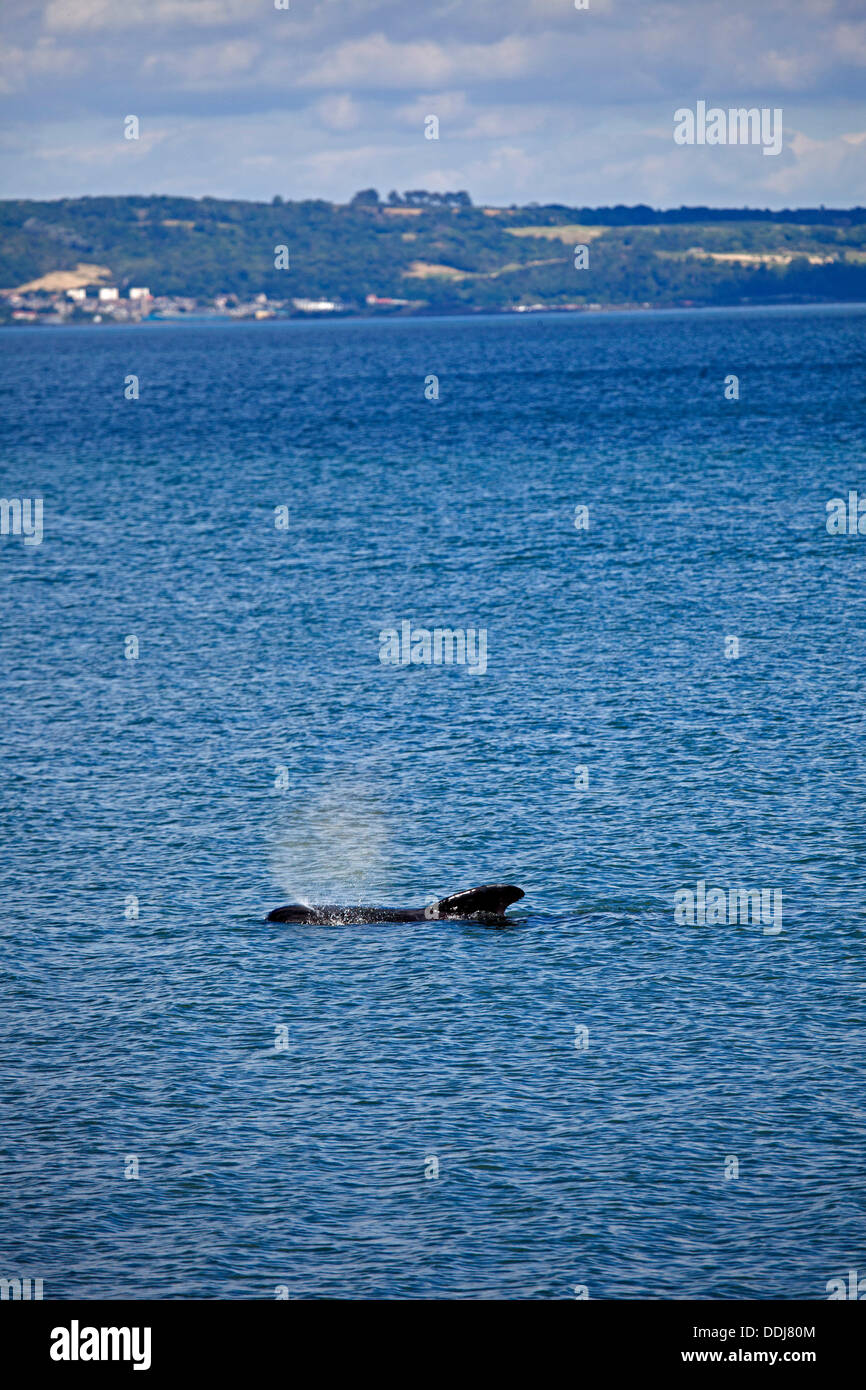 Édimbourg, Écosse, Royaume-Uni, 3 septembre 2013, juste à côté de globicéphales échoués Silverknowes promenade, Cramond, sauvetage de la Garde côtière et marine mammal medecins lutte pour garder le calme jusqu'à ce qu'il réussit à nager au large vers l'heure du déjeuner, cependant, à ce moment, il n'avait nagé le long près de la côte. Il est mort plus tard ce jour-là. Banque D'Images