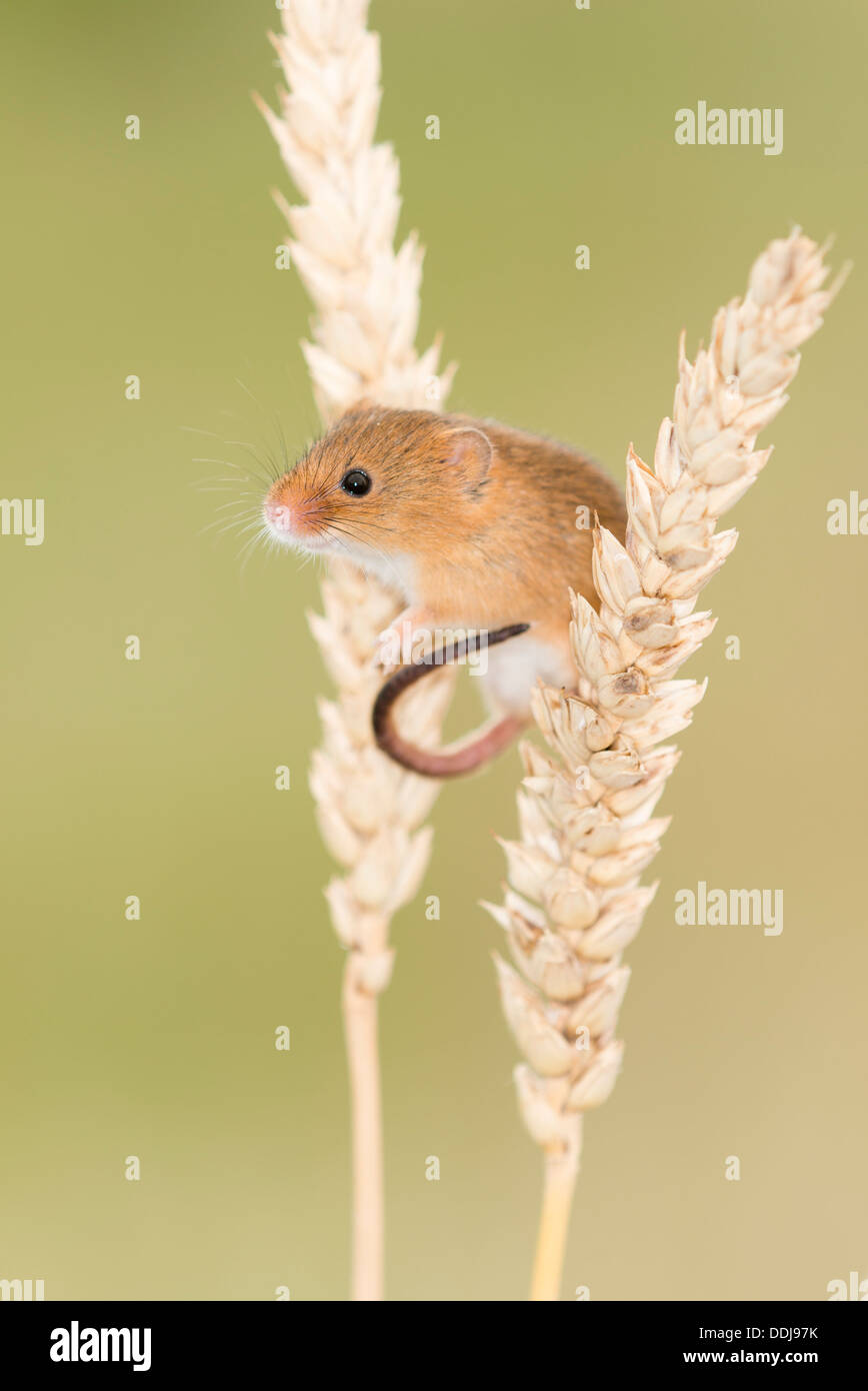 La souris sur la récolte des épis de blé Banque D'Images