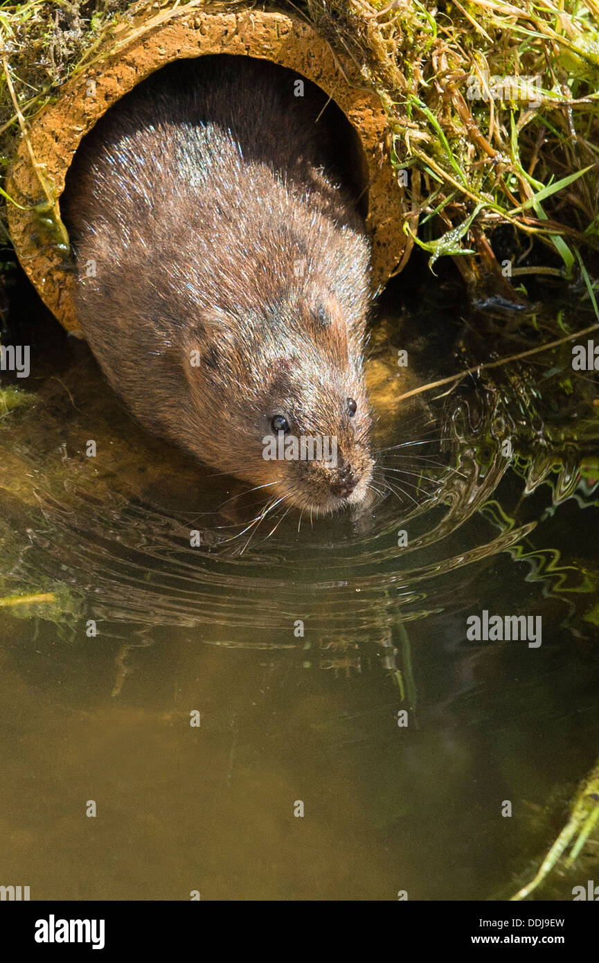 Un Campagnol de l'eau entrant dans l'eau Banque D'Images