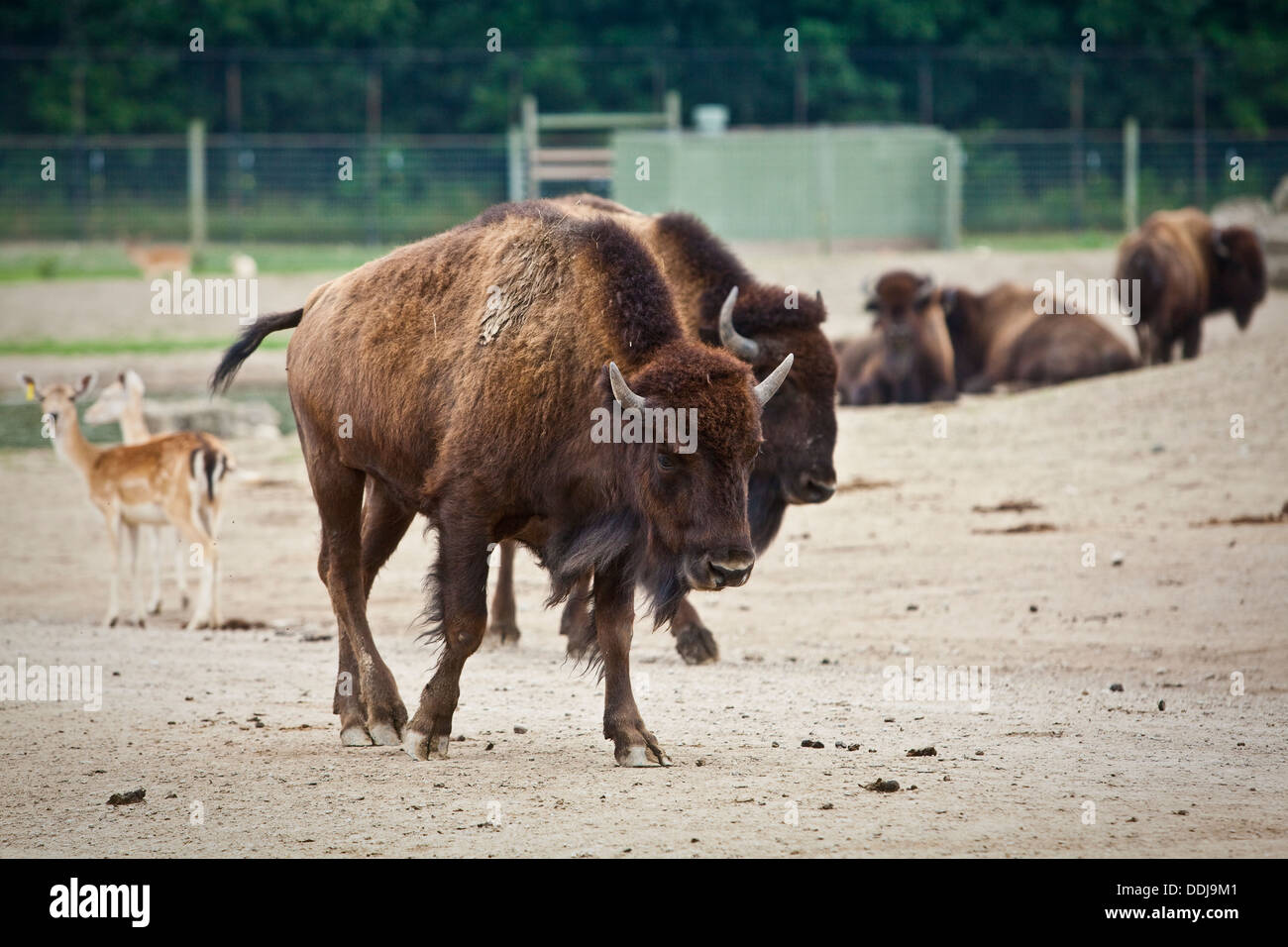 Des bisons à pied à l'African Safari Wildlife Park à Port Clinton, Ohio Banque D'Images