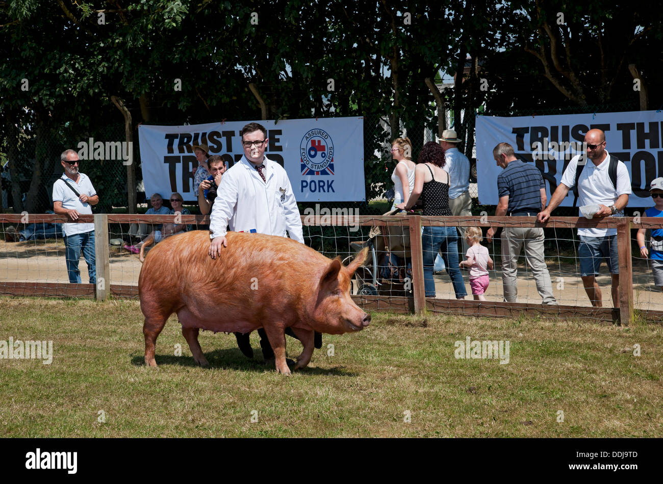 Agriculteur avec Tamworth cog étant jugé au Great Yorkshire Show en été Harrogate North Yorkshire Angleterre Royaume-Uni GB Grande-Bretagne Banque D'Images